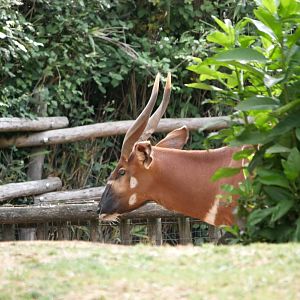 Mountain bongo (Tragelaphus eurycerus isaaci)