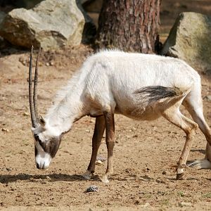 Arabian oryx (Oryx leucoryx)