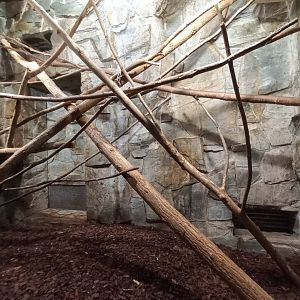 Tamarin - indoor enclosure