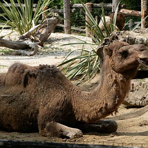 Dromedary camel (Camelus dromedarius)