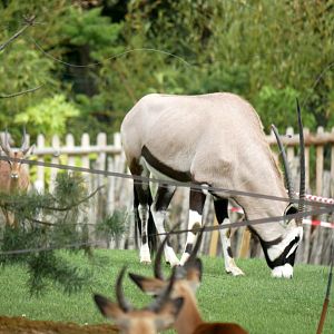 Gemsbok (Oryx gazella)