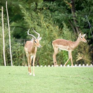 Impala (Aepyceros melampus)