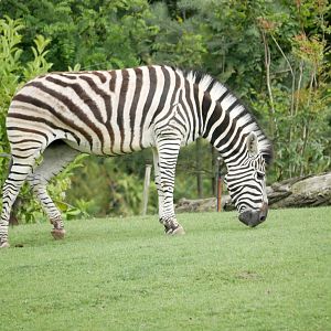 Plains zebra (Equus quagga)