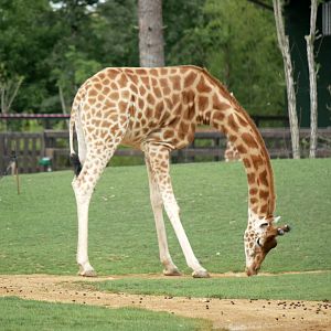 Kordofan giraffe (Giraffa camelopardalis antiquorum)