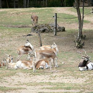 Blackbuck (Antilope cervicapra)