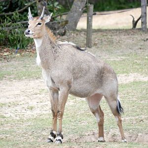 Nilgai (Boselaphus tragocamelus)