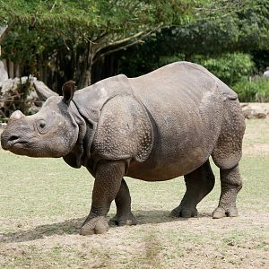 Indian rhinoceros (Rhinoceros unicornis)