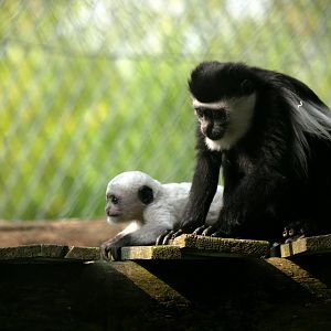 Mantled guereza (Colobus guereza)