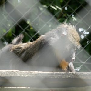 Mandrill (Mandrillus sphinx)