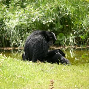 Siamang (Symphalangus syndactylus)