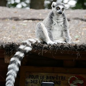 Ring-tailed lemur (Lemur catta)