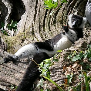 Black-and-white ruffed lemur (Varecia variegata)