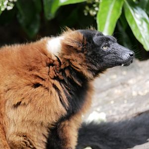 Red ruffed lemur (Varecia rubra)