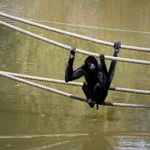 Colombian spider monkey (Ateles fusciceps rufiventris)