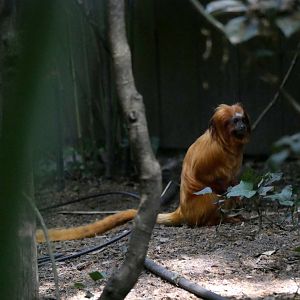Golden lion tamarin (Leontopithecus rosalia)