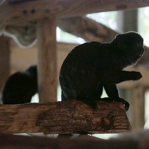 Goeldi's marmoset (Callimico goeldii)