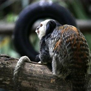White-headed marmoset (Callithrix geoffroyi)