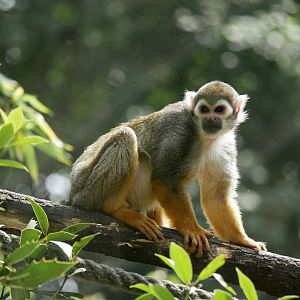 Guianan squirrel monkey (Saimiri sciureus)
