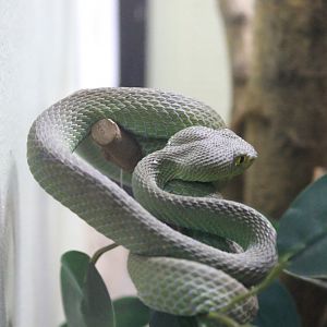 Big-eyed Pit Viper (Trimeresurus macrops)