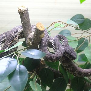 Mangrove Pit Viper (Trimeresurus purpureomaculatus)
