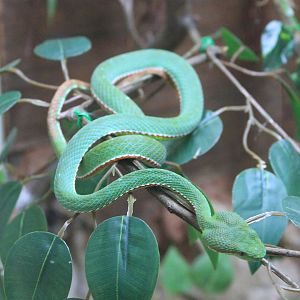 Lanna Green Pit Viper (Trimeresurus lanna)
