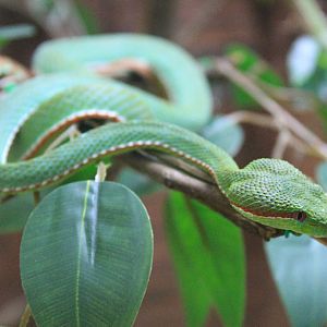 Lanna Green Pit Viper (Trimeresurus lanna)