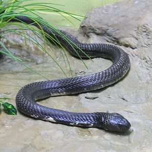 Indochinese Spitting Cobra (Naja siamensis)