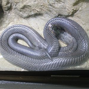 Monocled Cobra (Naja kaouthia)