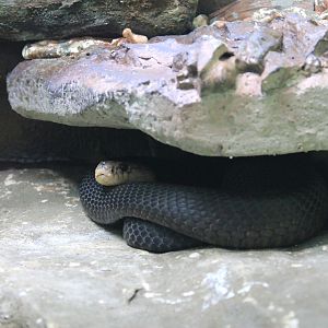 Mountain Cobra (Naja fuxi)