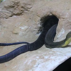 King Cobra (Ophiophagus hannah)