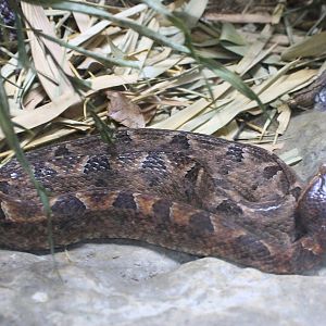 Malayan Pit Viper (Calloselasma rhodostoma)