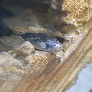 Kukri Snake (Oligodon sp.)