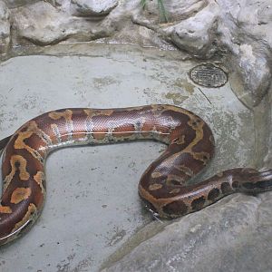 Brongersma's Blood Python (Python brongersmai)