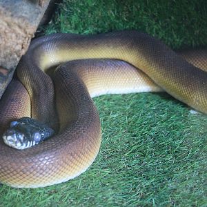 White-lipped or D'Albertis' Python (Bothrochilus [Leiopython] albertisii)