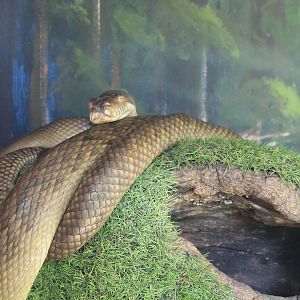 Amethystine Python (Simalia [Morelia] amethystina)