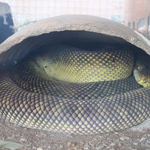 Moluccan Python (Simalia [Morelia] clastolepis)