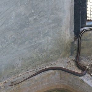 Copperhead Rat Snake (Coelognathus radiatus)