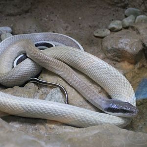 Cave Racer (Orthriophis taeniura ridleyi)