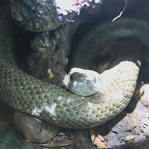 Japanese Rat Snake (Elaphe climacophora)