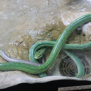 Red-tailed Rat Snake (Gonyosoma oxycephalum)