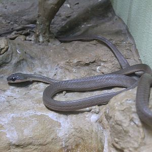 Black-headed Cat Snake (Boiga nigriceps)