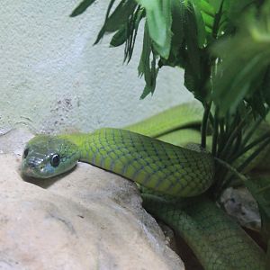Green Cat Snake (Boiga cyanea)