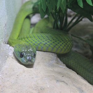Green Cat Snake (Boiga cyanea)