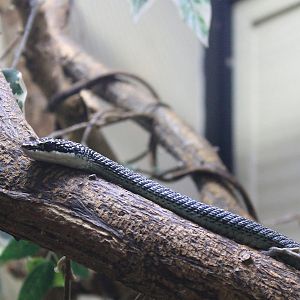 Ornate Flying Snake (Chrysopelea ornata ornatissima)