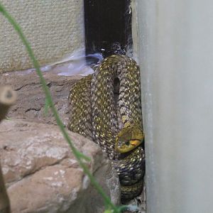Yellow-spotted Keelback (Fowlea flavipunctatus)