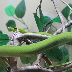 Long-nosed Whip Snake (Ahaetulla nasuta)