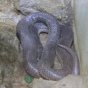 Sunbeam Snake (Xenopeltis unicolor)