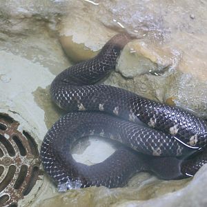 Red-tailed Pipe Snake (Cylindrophis ruffus)