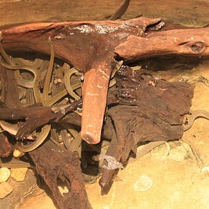 Rainbow Water Snakes (Enhydris enhydris)