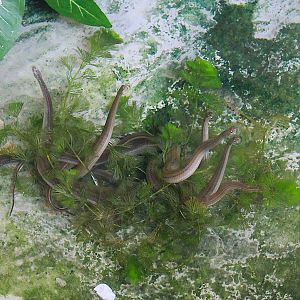 Rainbow Water Snakes (Enhydris enhydris)